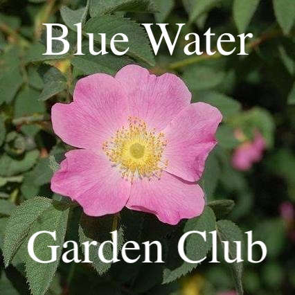 blue water garden club